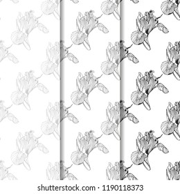 seamless pattern with iris flower