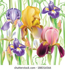 Seamless pattern with Iris flowers