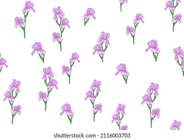 Nahtloses Muster mit Iris-Blumen, violetten und blauen Reisen. Vektorgrafik einzeln auf weißem Hintergrund.