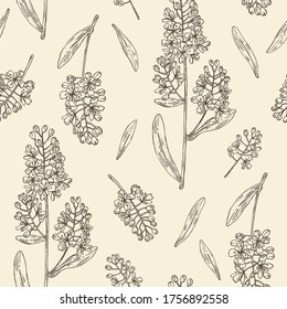 Seamless pattern with isatis tinctoria: branch, isatis tinctoria flowers and leaves. Cosmetic and medical plant. Vector hand drawn illustration. 