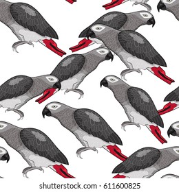 Seamless pattern Jaco parrot the red  Africa  Vector illustration