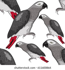 Seamless pattern Jaco parrot red  Africa  Vector illustration