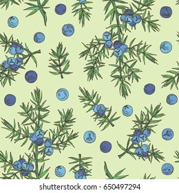 Seamless pattern with  juniper: berries juniper and a branch. Cosmetics and medical plant. Vector hand drawn illustration