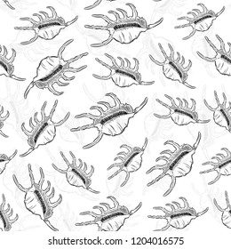 seamless pattern Lambis Scorpion conch Chicoreus aculeatus, large sea snail Unique shells, molluscs Gastropoda. Sketch black contour on white background. Vector
