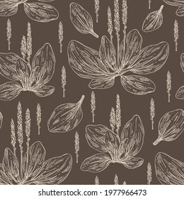 Seamless pattern with large plantain: large plantain plant and leaves. Plantago major. Cosmetic and medical plant. Vector hand drawn illustration
