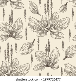 Seamless pattern with large plantain: large plantain plant and leaves. Plantago major. Cosmetic and medical plant. Vector hand drawn illustration