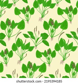 Seamless pattern with large plantain: large plantain plant and leaves. Plantago major. Cosmetic and medical plant. Vector hand drawn illustration