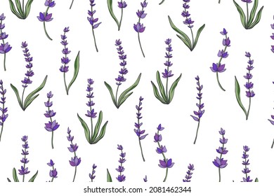 Seamless pattern of lavender, color vector illustration