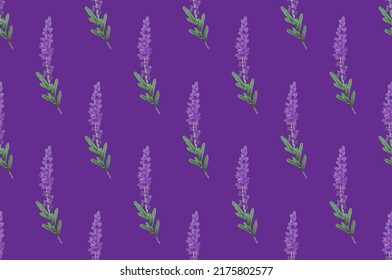 Seamless pattern of lavender flowers on a white background. Floral pattern with Lavender for packing.