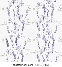 Seamless pattern with lavender herbs and lavender hand lettering. Purple outline floral botanical illustration on white background. Vintage sketch backdrop or card design.