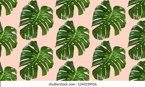Seamless pattern of leaves monstera. Monstera leaves low poly. Tropical leaves Monstera Plant isolated on pink. exotic realistic botanical. polygon background seamless pattern.