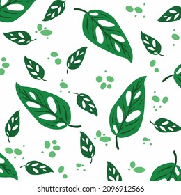 Patrón sin foco de hojas de la planta de la Monstera Obliqua.