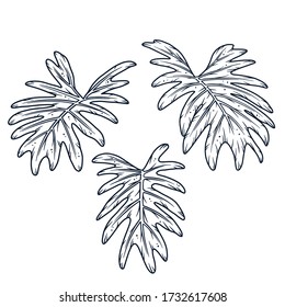 Nahtlose Muster der Blätter Monstera. Tropische Palmenblätter. Hintergrund.