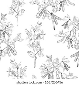 Seamless pattern with legume crops isolated on white background. Vector Illustration in sketch style. Ideal for the design of fabrics, packaging materials, organic farm products.