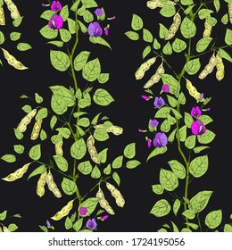 Seamless pattern with legume crops isolated on black background. Vector colorful Illustration in sketch style. Ideal for the design of fabrics, packaging materials, organic farm products.
