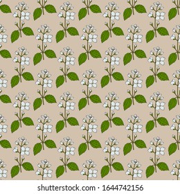 Seamless pattern with Lewis mock-orange. Hand drawn botanical vector illustration