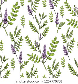 Seamless pattern Licorice flowers vector hand drawn illustration isolated on white backdrop, ink sketch, decorative herbal colorful doodle texture, medical herbs for design cosmetics, natural medicine