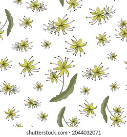 Seamless pattern. linden flowers. Tilia europaea, common linden or common index. a twig with small yellow flowers. medicinal plant on a white background. Botanical vector illustration. for fabric and