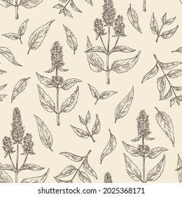 Seamless pattern with lofant: lofant plant, leaves and korean mint flowers. Wrinkle gaint hyssop. Cosmetic and medical plant. Vector hand drawn illustration