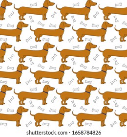 Seamless pattern made of illustrated cartoon dachshunds on white