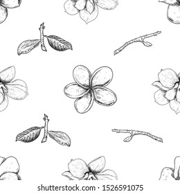 Seamless pattern magnolia and plumeria, drawing spring flowers isolated on white background. Sketch hand drawn.