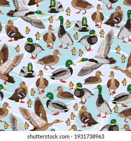 Seamless pattern with mallard ducks. Male, female and ducklings of the Mallard duck Anas platyrhynchos. Realistic vector illustration of wild birds of Europe, America and North Africa.