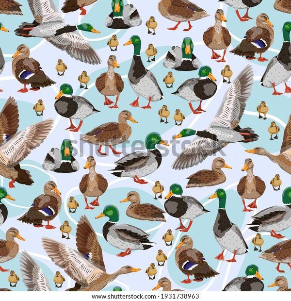 Seamless\
pattern with mallard ducks. Male, female and ducklings of the\
Mallard duck Anas platyrhynchos. Realistic vector illustration of\
wild birds of Europe, America and North\
Africa.