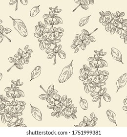 Seamless pattern with marjoram. Vector hand drawn illustration.