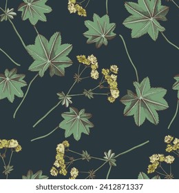 seamless pattern with medicinal plant Ladys mantle