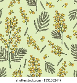 Seamless pattern with mimosa: mimosa flowering branch and leaves. Acacia dealbata. Cosmetic, perfumery and medical plant. Vector hand drawn illustration