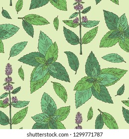 Seamless pattern with mint: plant and leaves of peppermint. Vector hand drawn illustration