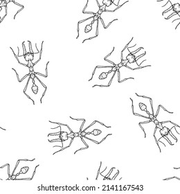 Seamless pattern of monochrome ants illustration. Vector illustration template