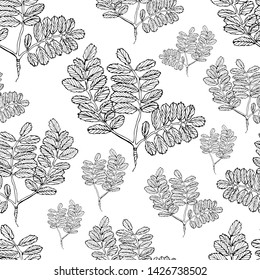 Seamless pattern with monohcrome  leaves of tree of sorbus. Hand drawn ink sketch isolated on white background. 