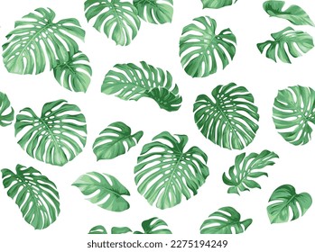 Seamless pattern with monstera leaves in realistic style. Tropical plants. Vector botanical illustration. Foliage background for wallpaper, textile, wrapping paper and greeting card.