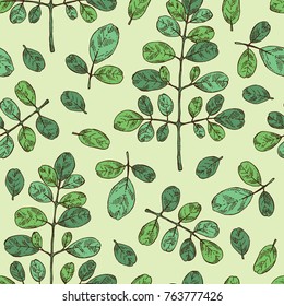 Seamless pattern with moringa: plant and leaves. Super food. Vector hand drawn illustration.