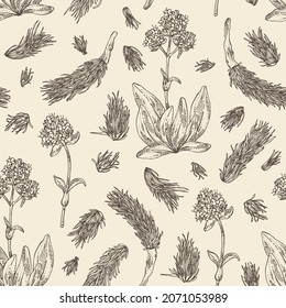 Seamless pattern with nardostachys jatamansi: plant, flowers and codonopsis lanceolata roots. Nard indian. Cosmetic and medical plant. Vector hand drawn illustration