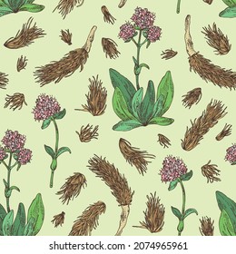 Seamless pattern with nardostachys jatamansi: plant, flowers and codonopsis lanceolata roots. Nard indian. Cosmetic and medical plant. Vector hand drawn illustration