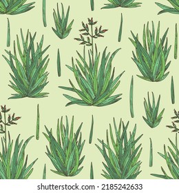 Seamless pattern with new zealand flax: phormium tenax plant and new zealand flax leaves. Phormium tenax. Cosmetic, perfumery and medical plant. Vector hand drawn illustrat