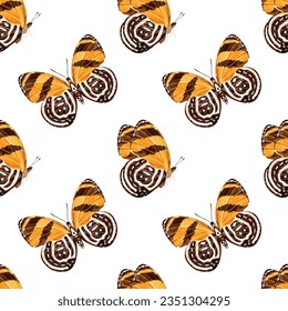 Patrón sin foco con mariposa anaranjada -diaethria clymena. insecto tropical. Ilustración vectorial en un fondo blanco.