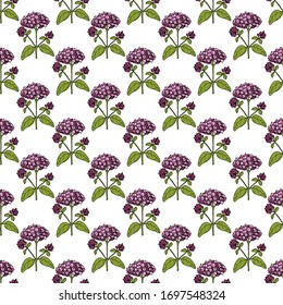 Seamless pattern with oregano flowers and leaves on white background. Vector illustration.