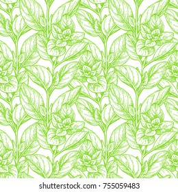 Nahtloses Muster mit Oregano. Sommer oder Frühling-Hintergrund. Handgezeichnete Vektorgrafik.