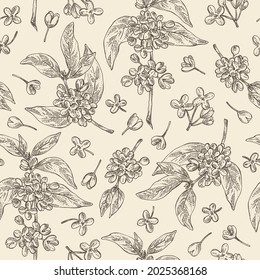 Seamless pattern with osmanthus: plant, leaves and osmanthus flowers. Cosmetic, perfumery and medical plant. Vector hand drawn illustration