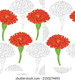 Seamless pattern with an outlined Marigold flowers