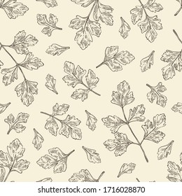 Seamless pattern with parsley: parsley leaves and plant. Herbs and spices.  Vector hand drawn illustration.