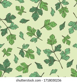Seamless pattern with parsley: parsley leaves and plant. Herbs and spices.  Vector hand drawn illustration.