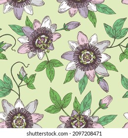 Seamless pattern with passiflora incarnata: passiflora flowers, leaves and plant. Cosmetic, perfumery and medical plant. Vector hand drawn illustration.