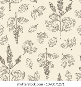 Seamless pattern with patchouli: patchouli branch with leaves and flowers. Cosmetics and medical plant. Vector hand drawn illustration.