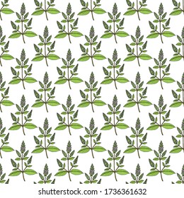 Seamless pattern with peppermint, edible and medicinal plant. Hand drawn vector illustration