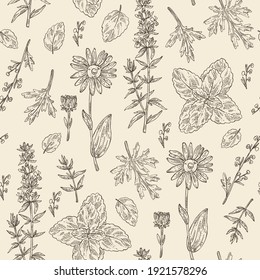 Seamless pattern with perfumery, cosmetics and medical plant: arnica montana flowers, wormwood flowers, melissa plant and hyssopus officinalis. Vector hand drawn illustration