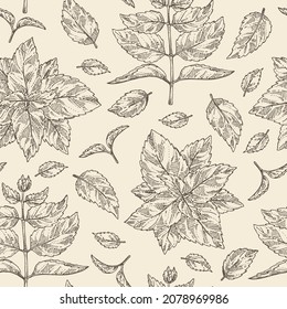 Seamless pattern with perilla: plant and perilla leaves.  Cosmetic, perfumery and medical plant. Vector hand drawn illustration